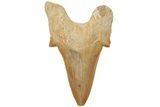 Fossil Shark Tooth (Otodus) - Morocco #211887-1